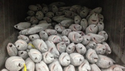 WE TRADE VARIOUS KINDS OF FISH TO COUNTRIES